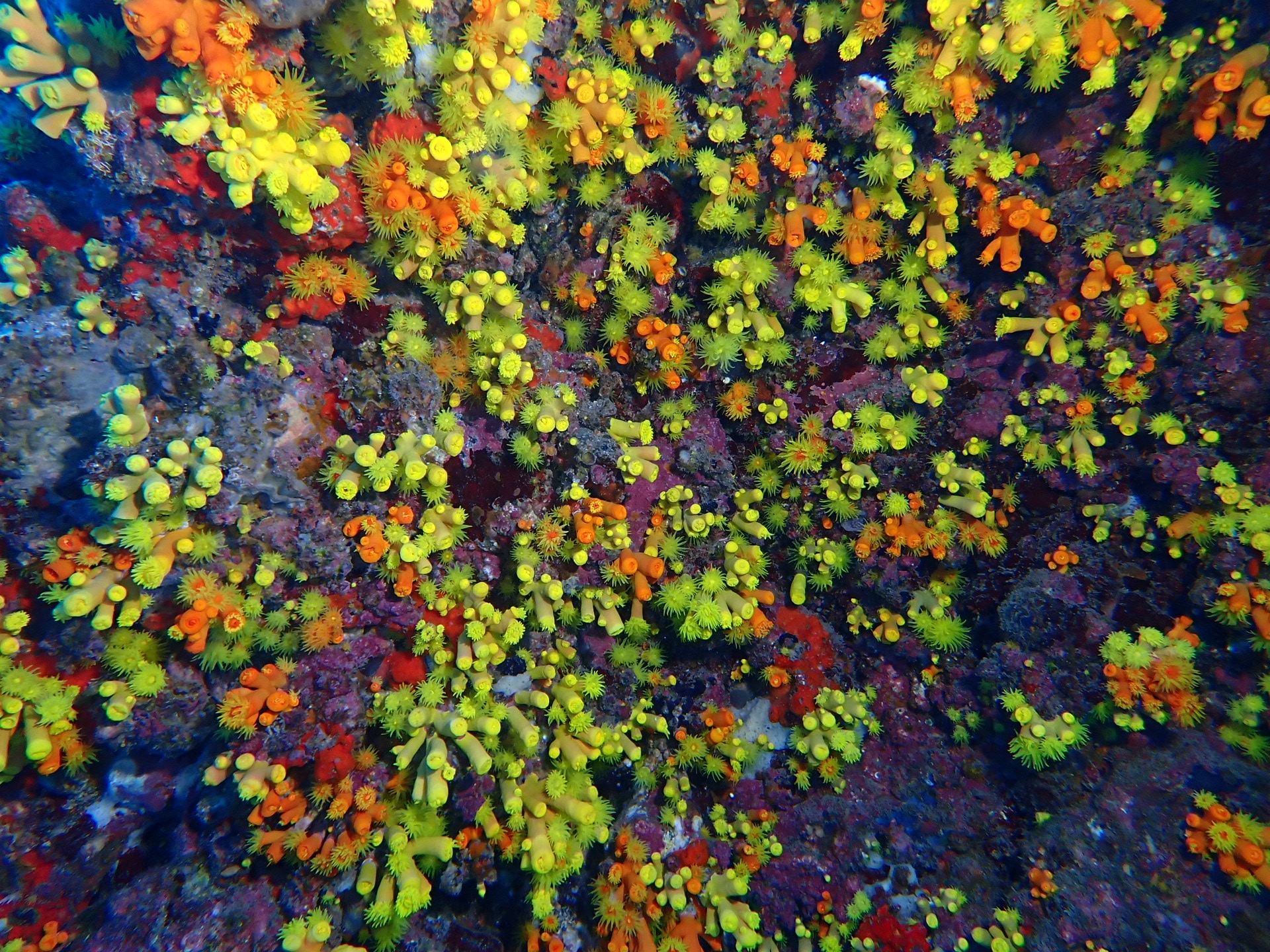 Vibrant sun corals at Ponta Grande dive site in Cidade Velha, Cape Verde